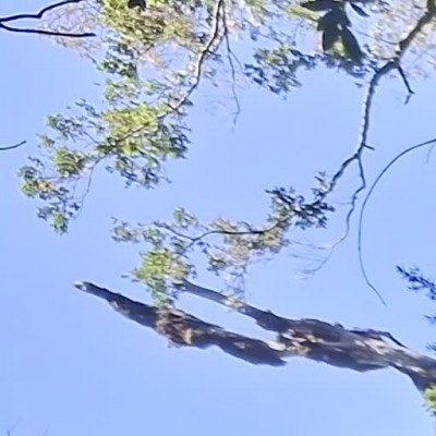 Alerce El Abuelo