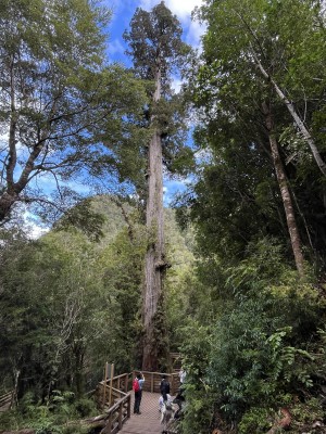 Alerce El Abuelo