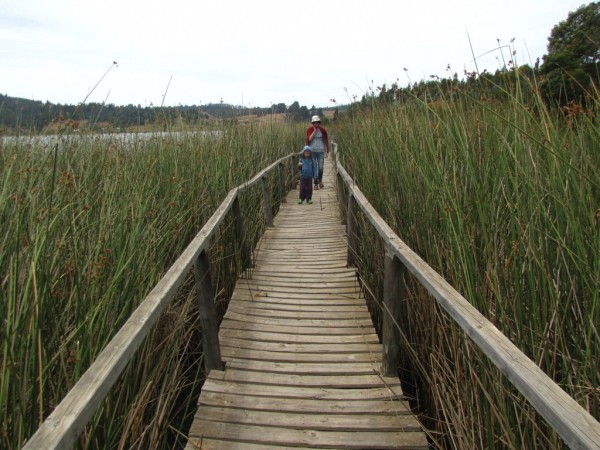 El Pajonal - Laguna Torca
