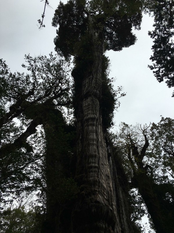 Alerce Milenario - Lañilahual
