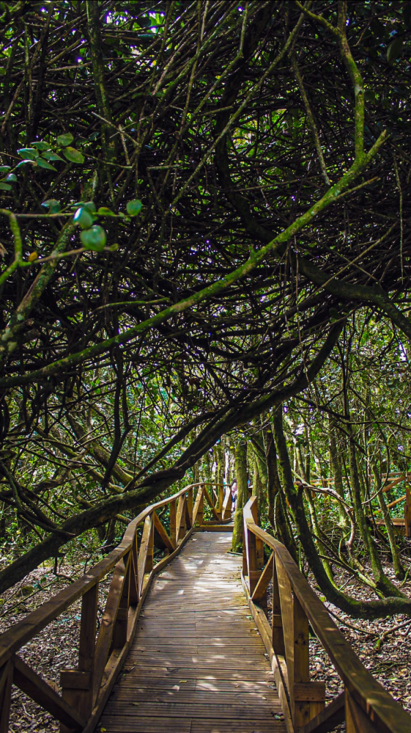 Bosque Hidrófilo