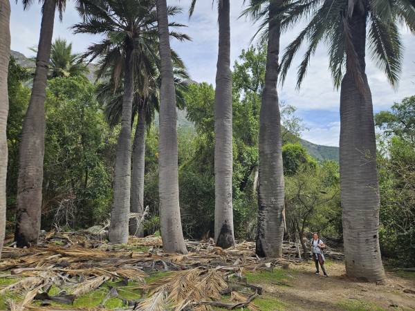 Sendero Amasijo-Portezuelo Ocoa