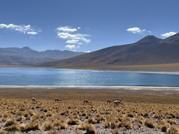 Lagunas Miscanti - Miñiques