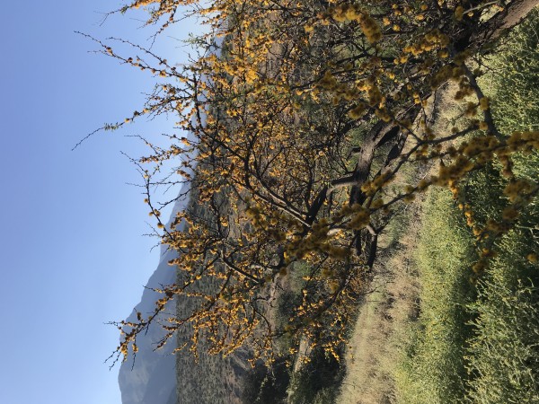 Los Peumos