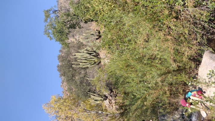 Los Peumos