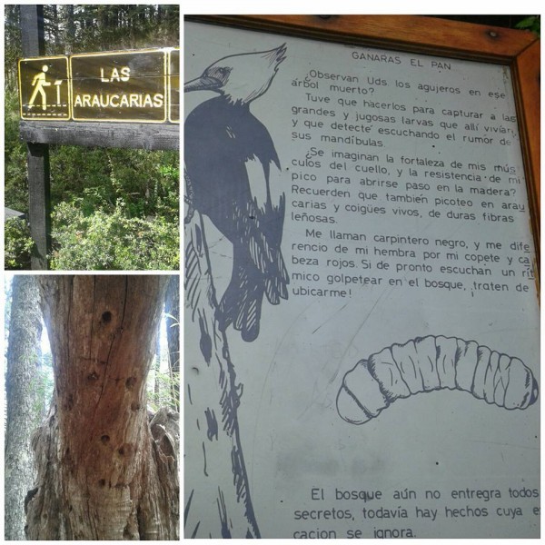 Las Araucarias