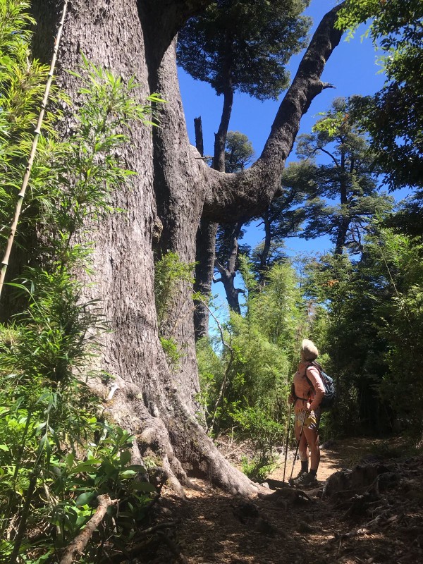 Mirador del Cañi