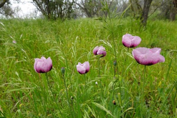Amapolas en el camino.
