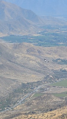 Guanaco (Cuesta Chacabuco)