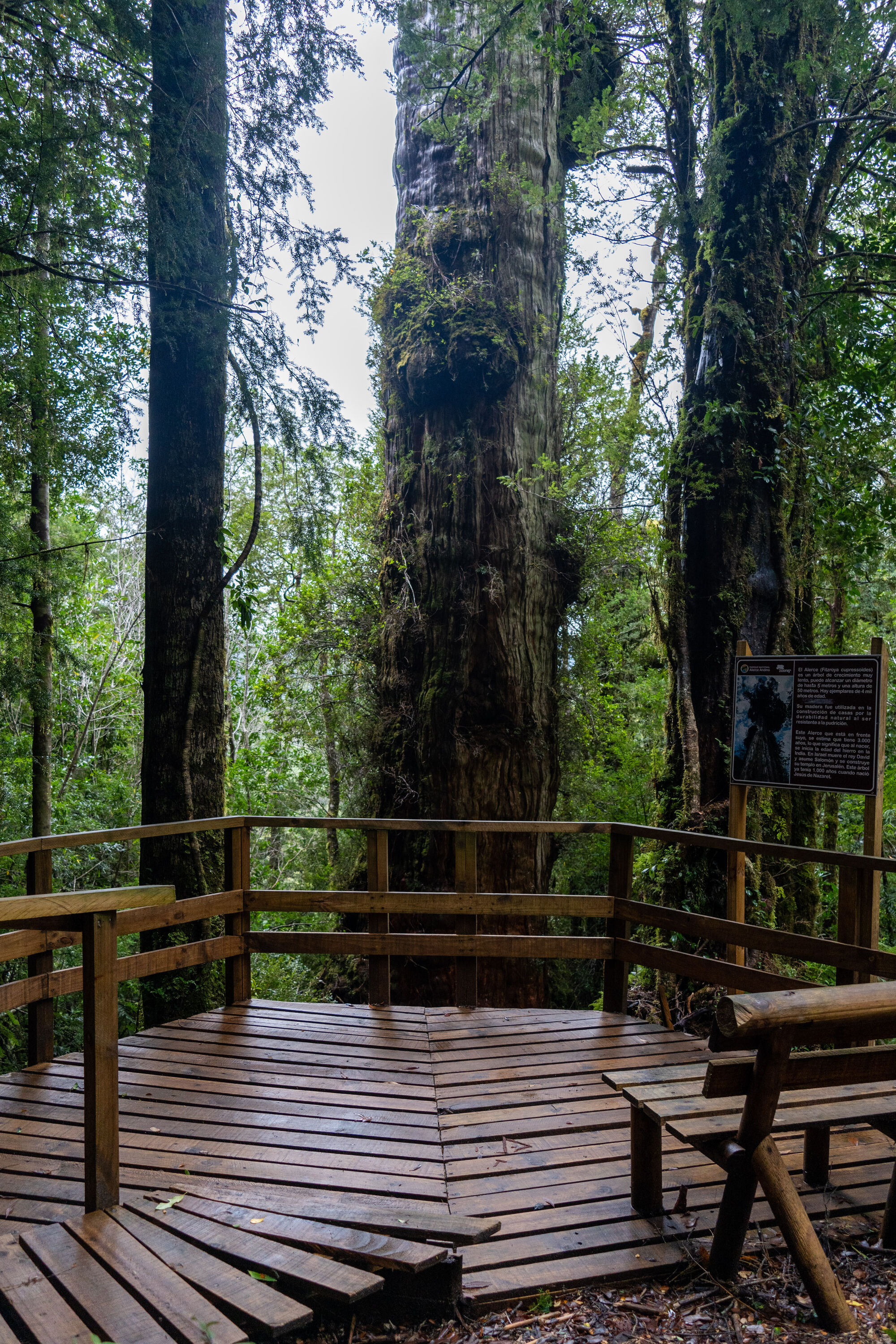 Alerce El Abuelo Parque Nacional Alerce Andino Andeshandbook