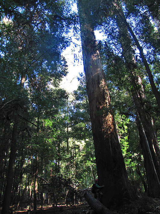 El Árbol Gigante