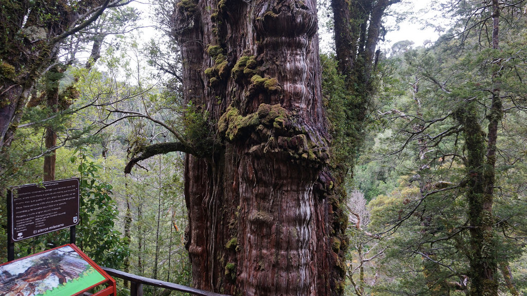 Alerce Milenario - Lañilahual