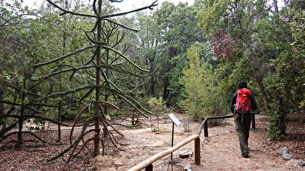 Arboretum