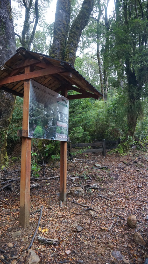 La Selva Valdiviana