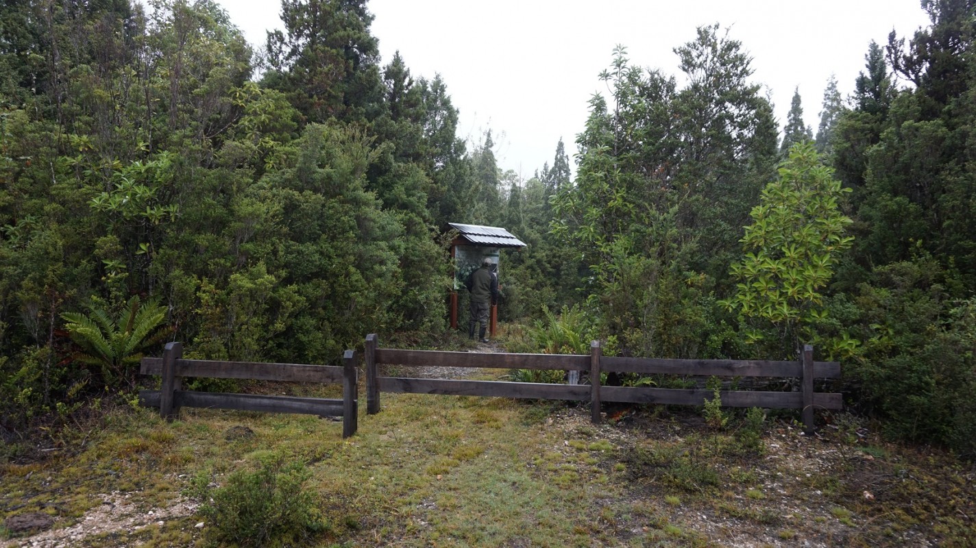 Renovales de Alerce