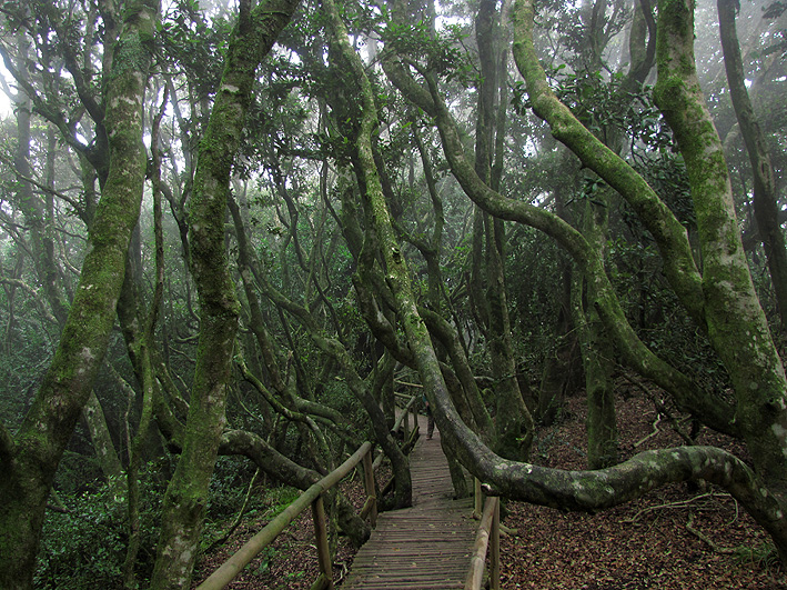 Bosque Hidrófilo