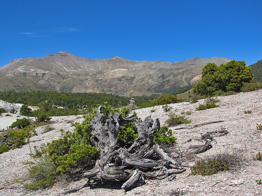 Cipreses Enanos