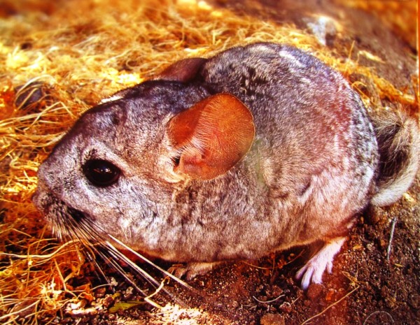 Rumpiato