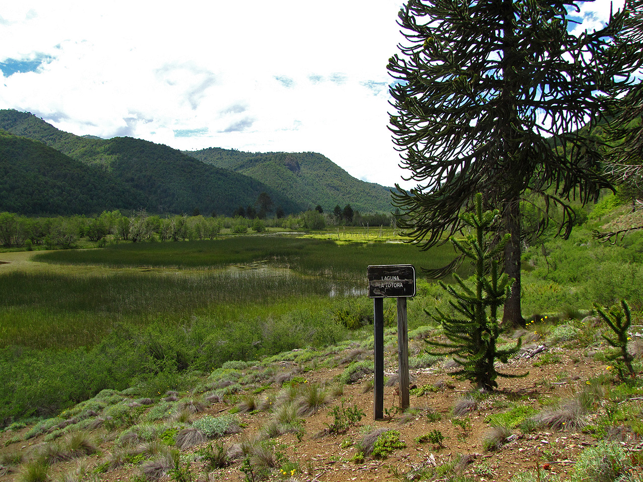 Laguna La Totora