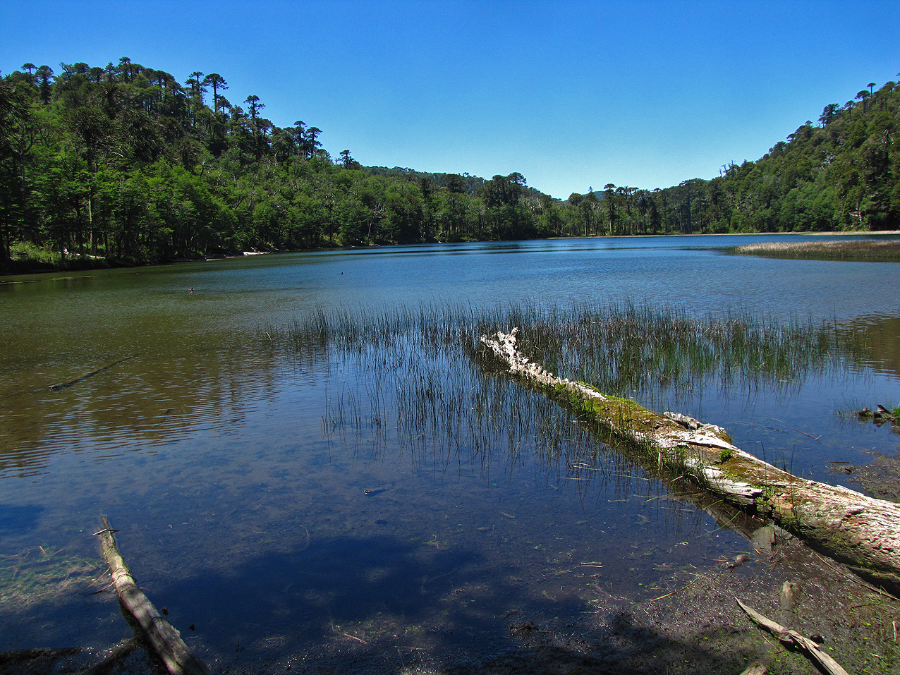 Laguna Alicia