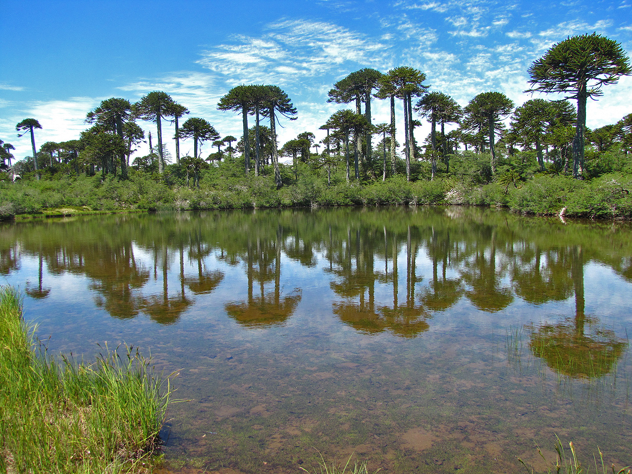 Lagunillas