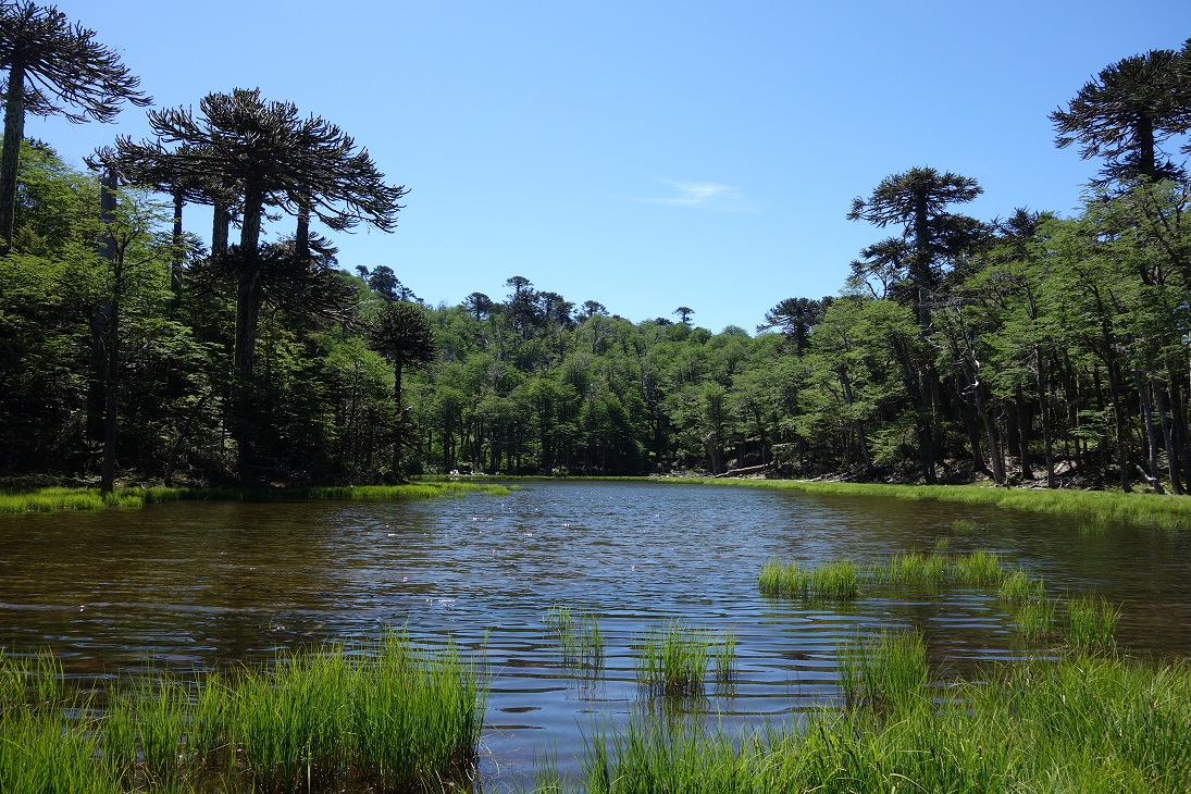 Los Huerquenes