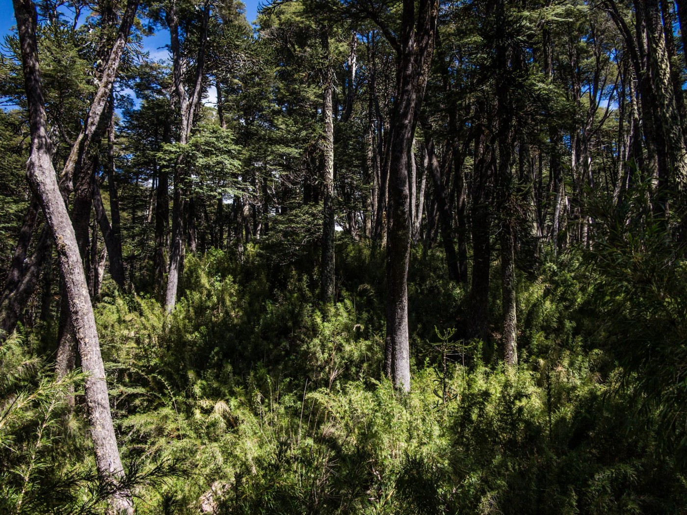 Las Araucarias