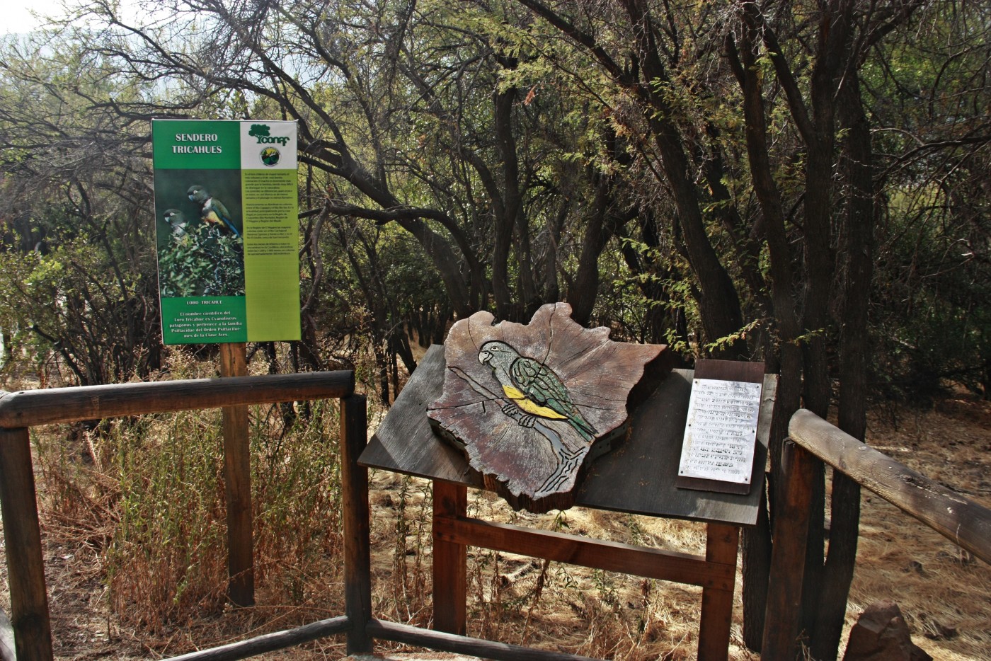 Tricahues