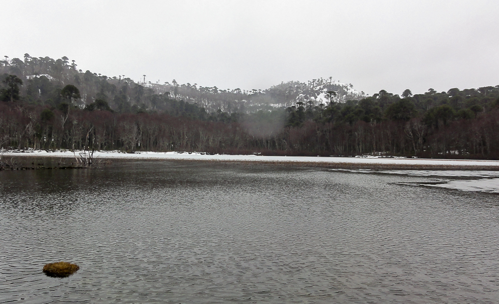 Laguna La Totora