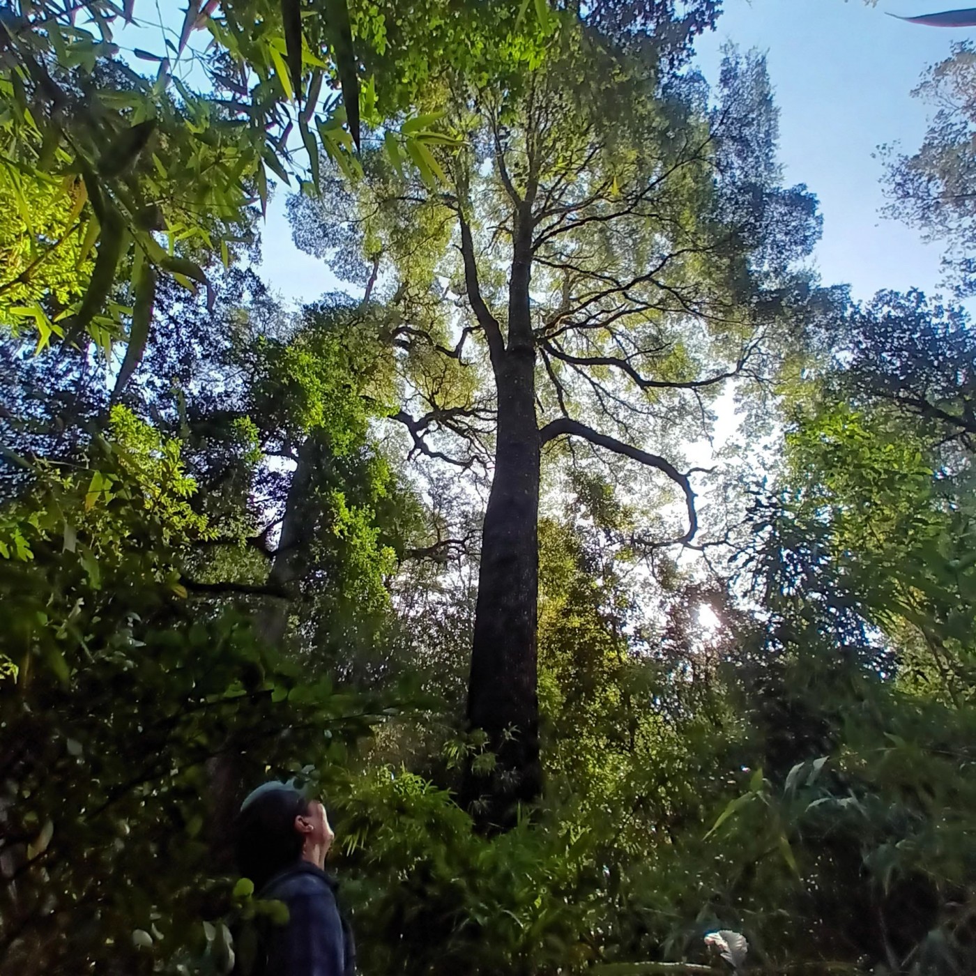 Bosque Humedal del Río López