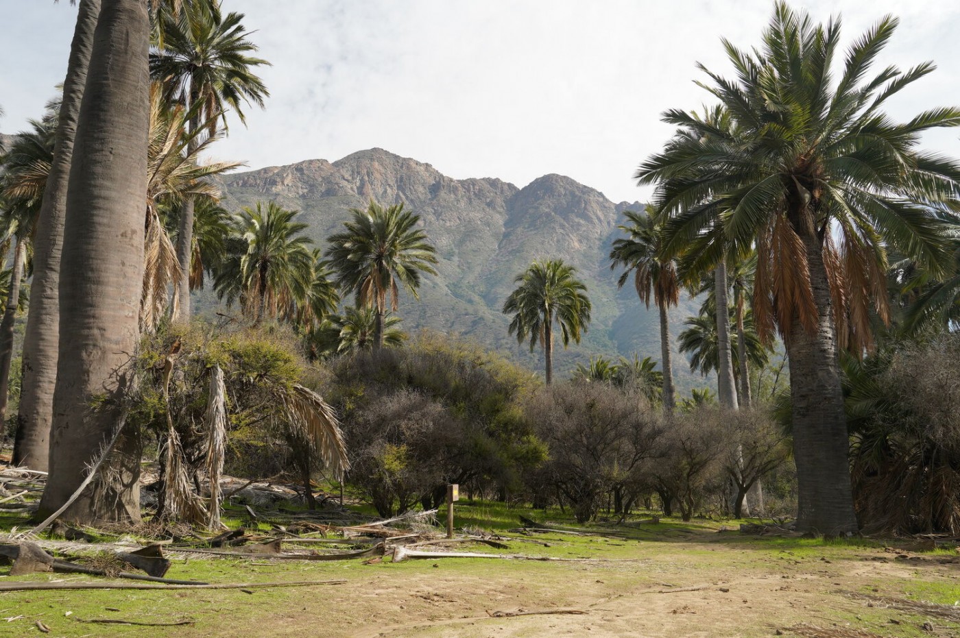 Sendero Amasijo-Portezuelo Ocoa