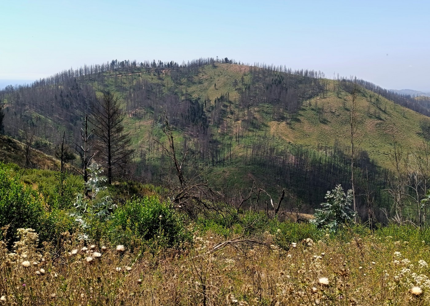 Cerro Charahuecho