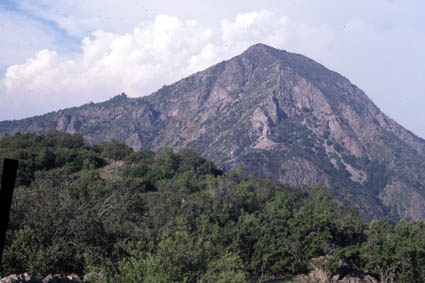 Bosques del Polo