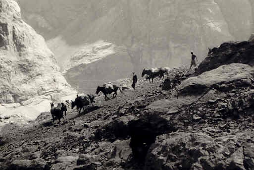 Mulas en sector de la Cascada