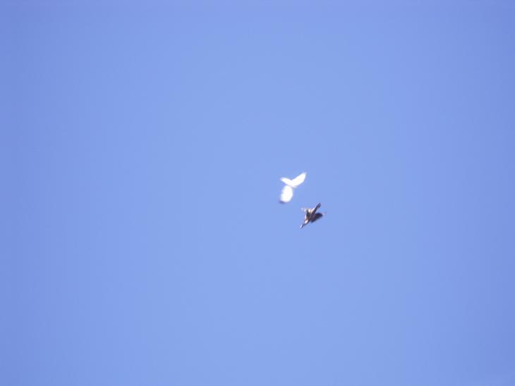 Aguilucho y una joven Aguila enfrentándose