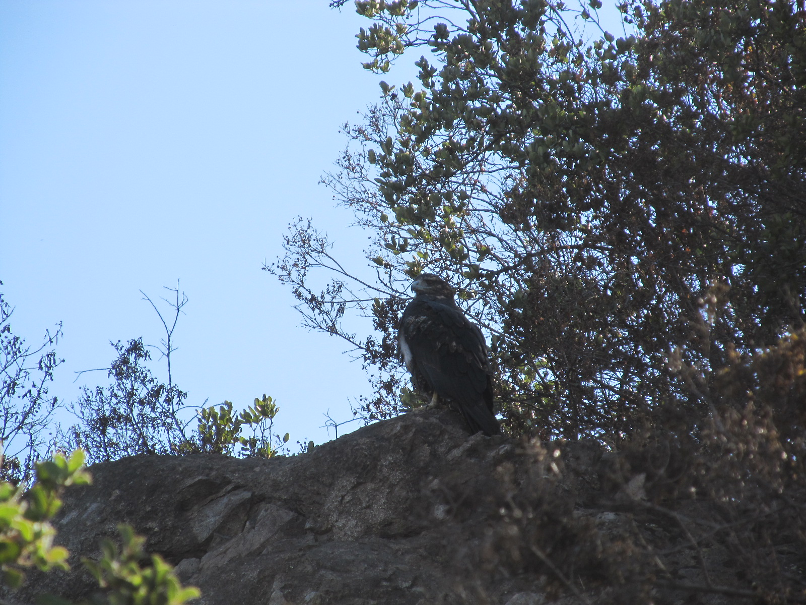 Águila en el Carbón