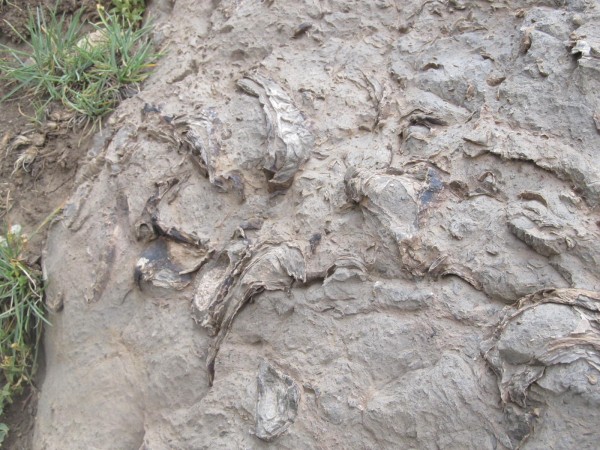 Roca Sedimentaria y Fósiles 