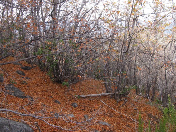 Bosque del Punta Imán