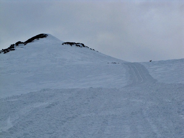 Cumbre de la punta Guanaco con un guanaco