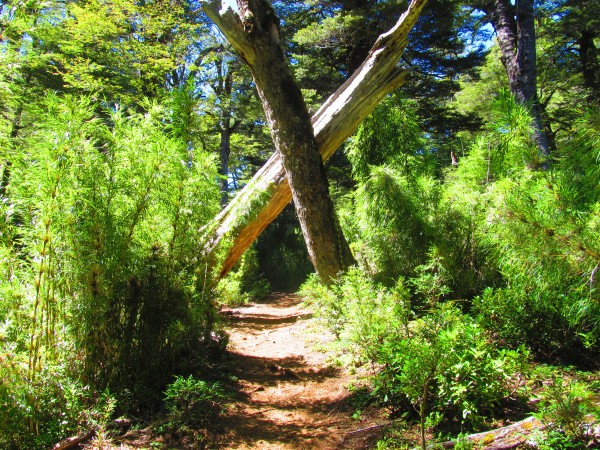 Troncos sobre el Sendero