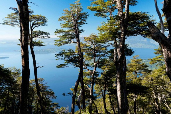 Vista Lago Ranco desde Cerro Mayo