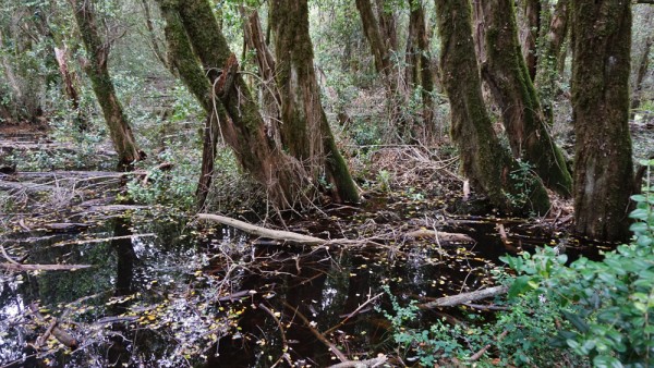 Bosque de pitras