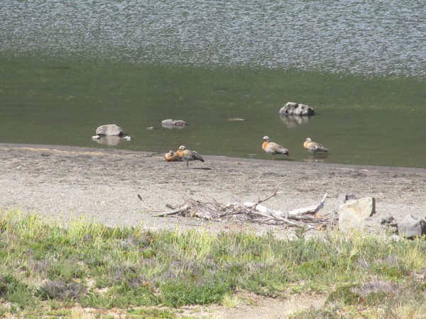 Cauquenes en Laguna Cráter Batea Mahuida