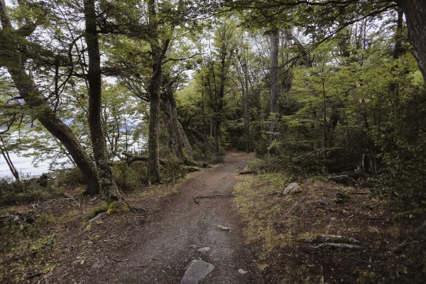 Sendero y Vegetación