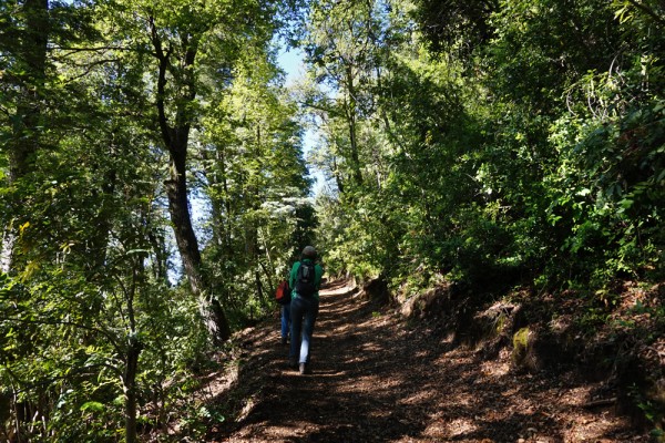 Camino maderero