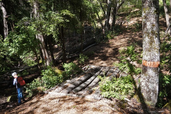 Puente en el bosque