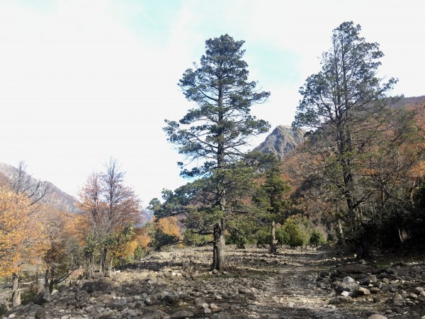 Cipreses en Achibueno