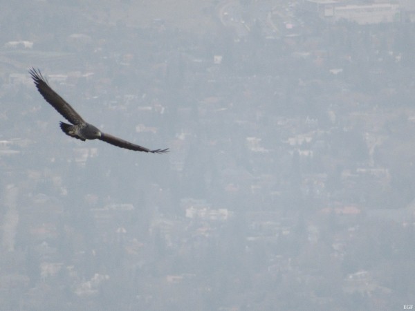 Águila Mora en el morro Guayacán