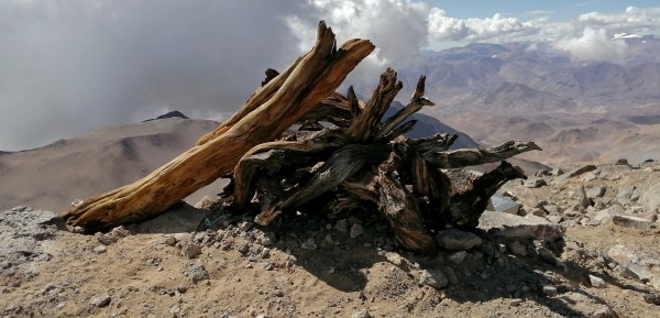 Leños ancestrales en cumbre