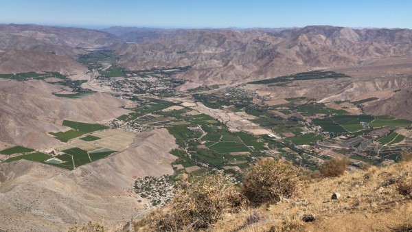 vicuña desde el peralillo 